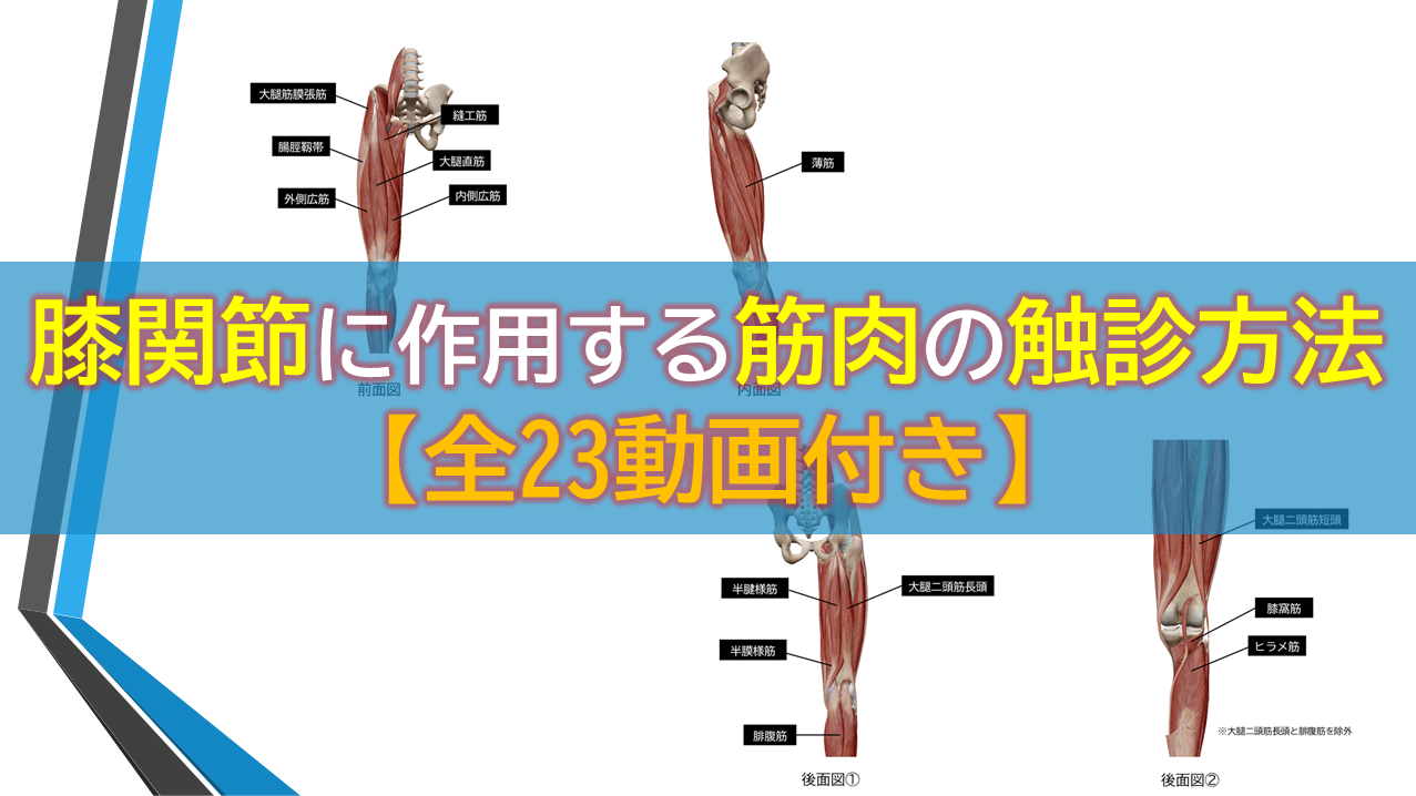 膝関節に作用する筋肉の触診方法【全23動画付き】